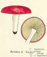 Botanical drawing of genus Russula and species rubra