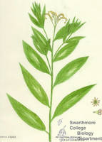 Botanical drawing of genus Penthorum and species sedoides