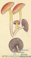 Botanical drawing of genus Hypholoma and species sublateritium