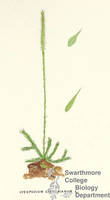 Botanical drawing of genus Lycopodium and species carolinianum