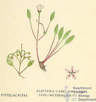 Botanical drawing of genus Claytonia and species caroliniana