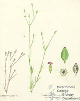 Botanical drawing of genus Silene and species antirrhena