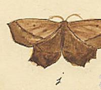 Botanical drawing of genus Euchlaena and species effectaria