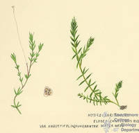 Botanical drawing of genus Elodea and species canadensis