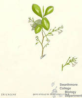 Botanical drawing of genus Gaylussacia and species frondosa