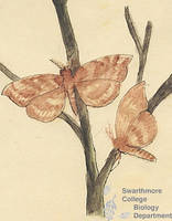 Botanical drawing of genus Cressonia and species juglandis