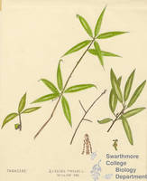 Botanical drawing of genus Quercus and species phellos