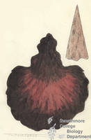 Botanical drawing of genus Polyporus and species sp