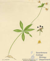 Botanical drawing of genus Medeola and species virginiana