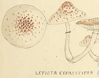 Botanical drawing of genus Lepiota and species cepaestipes