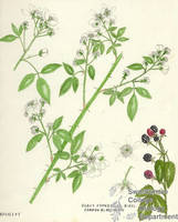 Botanical drawing of genus Rubus and species frondosus