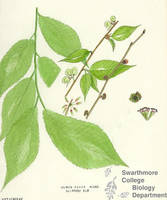 Botanical drawing of genus Ulmus and species fulva