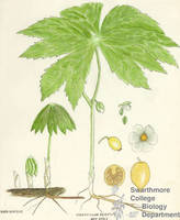 Botanical drawing of genus Podophyllum and species peltatum