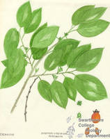 Botanical drawing of genus Diospyros and species virginiana