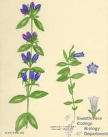 Botanical drawing of genus Gentiana and species saponaria