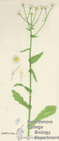 Botanical drawing of genus Erigeron and species philadelphicus