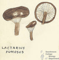 Botanical drawing of genus Lactarius and species fumosus