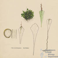 Botanical drawing of genus Trichomanes and species petersii