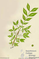 Botanical drawing of genus Euonymus and species alata
