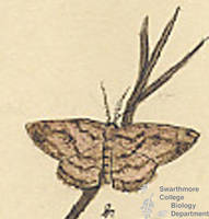 Botanical drawing of genus Cleora and species pampinaria