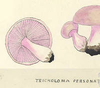 Botanical drawing of genus Tricholoma and species personata