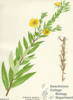Botanical drawing of genus Oenothera and species biennis