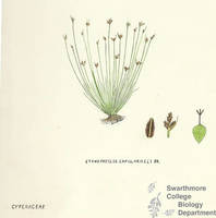 Botanical drawing of genus Stenophyllus and species capillaris