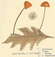 Botanical drawing of genus Marasmius and species siccus