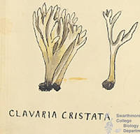 Botanical drawing of genus Clavaria and species cristata