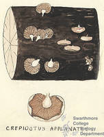 Botanical drawing of genus Crepidotus and species applanatus