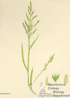 Botanical drawing of genus Poa and species trivialis