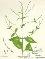 Botanical drawing of genus Verbena and species urticaefolia