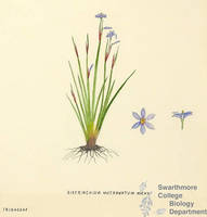 Botanical drawing of genus Sisyrinchium and species mucronatum