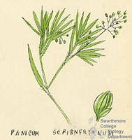 Botanical drawing of genus Panicum and species scribnerianum