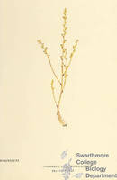 Botanical drawing of genus Epiphagus and species virginiana