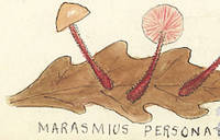 Botanical drawing of genus Marasmius and species personatus