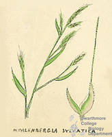 Botanical drawing of genus Muhlenbergia and species sylvatica
