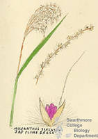 Botanical drawing of genus Miscanthus and species sinensis