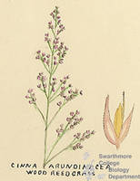 Botanical drawing of genus Cinna and species arundinacea