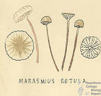 Botanical drawing of genus Marasmius and species rotula