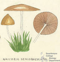 Botanical drawing of genus Naucoria and species semiorbicularis