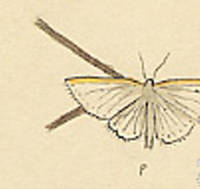 Botanical drawing of genus Crambus and species turbatellus