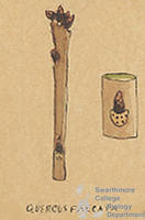 Botanical drawing of genus Quercus and species falcata