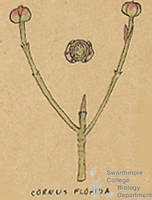 Botanical drawing of genus Cornus and species florida