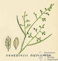 Botanical drawing of genus Eragrostis and species pectinacea