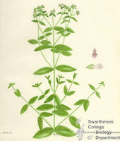 Botanical drawing of genus Pycnanthemum and species muticum