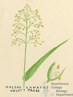 Botanical drawing of genus Holcus and species lanatus