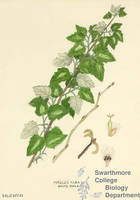 Botanical drawing of genus Populus and species alba