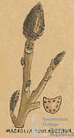 Botanical drawing of genus Magnolia and species soulangeana