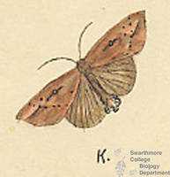 Botanical drawing of genus Heliophila and species unipuncta